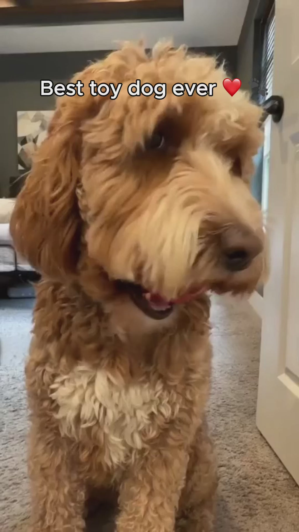 Interactive Rolling Ball - Touch Controlled Dog Toy